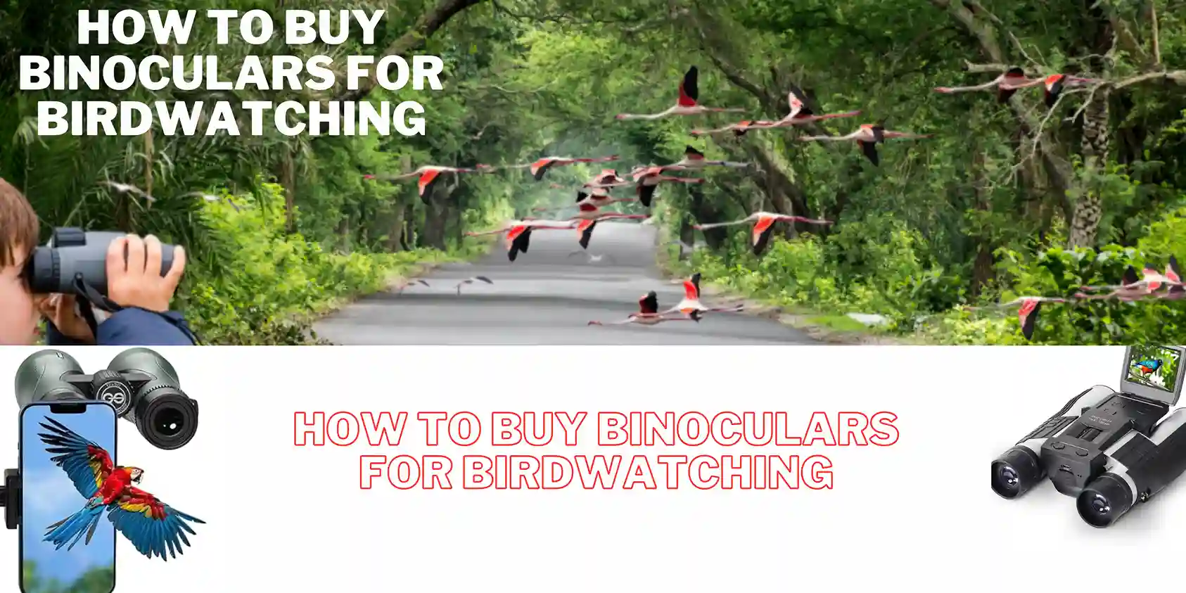 How To Buy Binoculars For Birdwatching